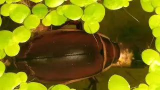 Dytiscus marginalis