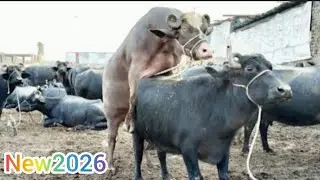 BUFFALO Meeting First time in village  || Best Buffalo And Bull | Bafflo meets new Animal 