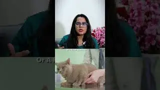 Cat Bloating: When a Swollen Belly Becomes an Emergency 🐱⚠️