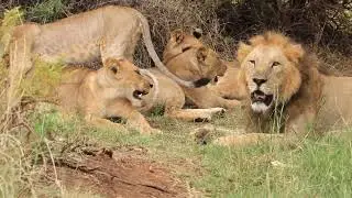 Samburu resting pride. #animals #lion #wildanimals #wildlife #canon #bigcatsofafrica #bigcat