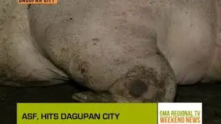 GMA RTV Weekend News: ASF Hits Dagupan City
