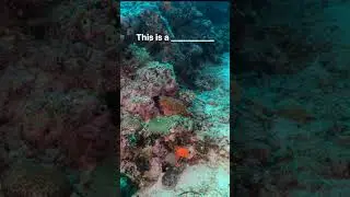 [dive119]Finding Marine Life 01.quiz #scorpionfish scubadiving #freediving #fish @200bar12