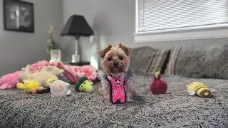 Silly Morning Chaos! Rylie&rsquo;s Epic Toy Hunt & Flying Babies 🐾😂#funnydogs #sillydog #cutedog #yorkie 