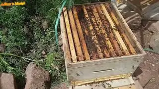 تطوير وتجيش النحل لموسم الفيض.