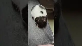 2546: Chinese Hamster Redesigns Owner's Pants
