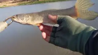 Uma das iscas mais produtivas pra taira