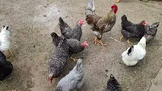Rooster Courtship Farm Dance Voices
