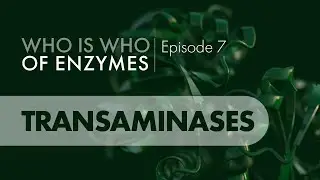 Who Is Who of Enzymes: Transaminases