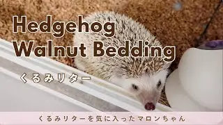 【ハリネズミ】クルミリターを気に入ったマロンちゃん