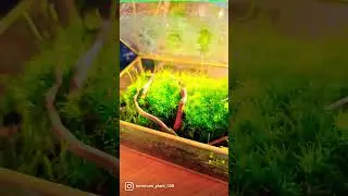 terrarium moss