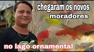 soltura dos novos moradores no lago ornamental