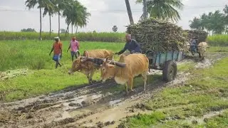 Bullock Cart Heavy Load Mud Ride | Bullock Cart Ride