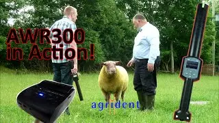 Agrident AWR300 in action - reading tags, setting alerts, printing