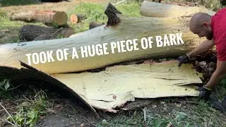 Extremely satisfying bark removal/ ASMR / willow tree