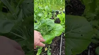 6/14/25 Dealing with Chinese Cabbage & Baby Bok Choy Bolting #garden #gardening #vegetables #cabbage