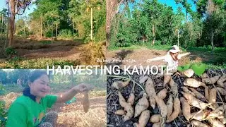 a day in a farm💚 ( harvesting sweet potato !!! 😍😍😍)