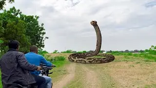 T Rex Chase Short Film Part 5
