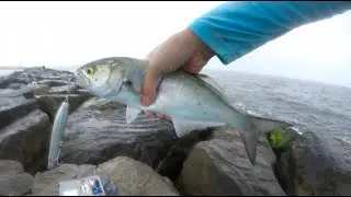Insane NJ Summer Topwater Bluefish Bite!