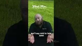 Poa Trivialis -  a year round weed