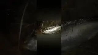 Live Hilsa fish, Hilsa fish from the Padma River.Catching hilsa fish  পদ্মা নদীর জীবিত ইলিশ মাছ ধরা