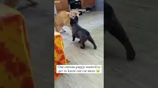 Funny Cats 2024 🐱 funny cats talking 🐕 # Ep 4348