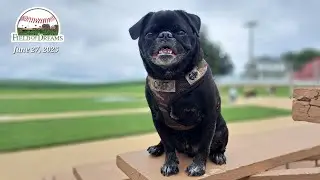 Black Pug (Chief) at the Field of Dreams movie site in Dyersville Iowa