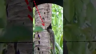 hunting hama tupai dikebun kelapa dengan senapan angin pcp mauser, di kalimantan barat.