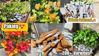 🔴Today Packing All Rare Variety Bougainville Plants 🌱 Wholesale & Retail Nursery😍Best Online Seller🌱