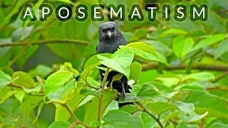 Frog-Legged Leaf Beetle | Black Drongo | Aposematism | Birds Behaviors | Birdieindian | Leaf Beetles