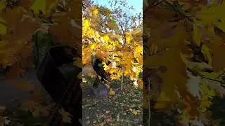 #reels #осінь #nature #autumn #funny #family #live #like #funny #природа #park