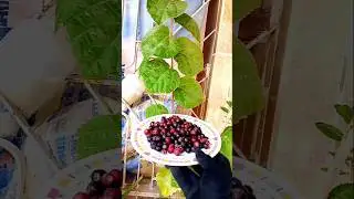 Falsa fruit | Grewia Asiatica at home | #short #trending #ytshort
