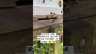 Willow and Dandelion pollen being brought into this hive flat out today 🟠🟡🐝