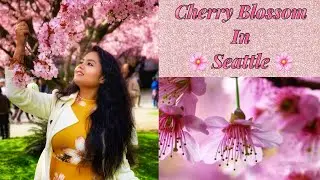 Cherry Blossom  in Seattle, USA, 2022 || Spring in America ||