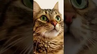 #78 #cat 10 #photos  #animal #cute #beautiful #gorgeous #wonderful #viral #shorts #cats #excellent