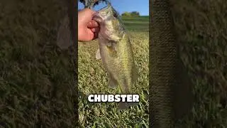 Кто ещё использует Strike King Rage Hawg на этой неделе? 🎣👇