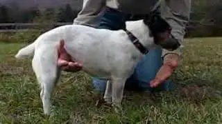 Dog Tricks Bow