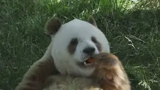 Rare brown giant panda spotted in northwest China's Shaanxi