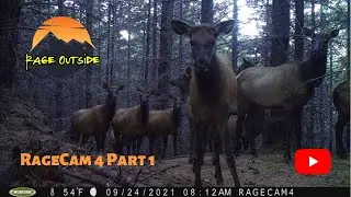 RAGECAM 4 PART 1 - Western Oregon Trail Camera Photos Sept. 11 - Nov. 13, 2021. ELK, DEER, BEAR!