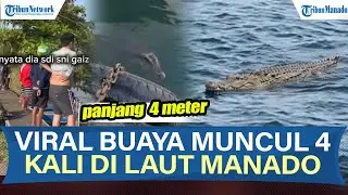 VIRAL! BUAYA 4 METER MUNCUL DI LAUT MANADO, WARGA HEBOH DAN DIMINTA WASPADA