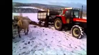 Přikmov&aacute;n&iacute; dobytka