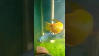 ♂️Silver Gourami VS ♂️Golden Gourami Fighting 👿👿👿👿 Two Male In One Fish Tank #shorts#trendingshorts