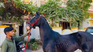 मारवाड़ी घोड़े के लिए सबसे अच्छे आहार और देखभाल टिप्स/ best Marwari horse care #horse #marwari #yt