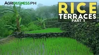 Rice Terraces Part 3 : How to build Rice Terraces | Agribusiness Philippines
