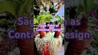 Sago Palm &lsquo;Cycas Revoluta' as Planter Design