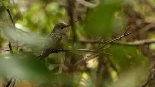 Picaflor chico (Sephanoides sephaniodes)