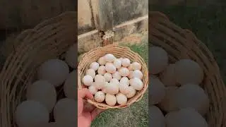 Ovos de mini modelados para chocar.