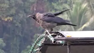 House Crow - Marissa - Sri Lanka - Feb 2019