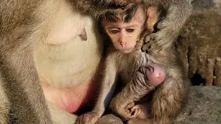 Baby monkey Jolan look so weak and his hands are getting more big swellen day by day😳