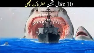 Top 10 Most Dangerous Fish in the Ocean | سمندر کی 10 سب سے خطرناک مچھلیاں