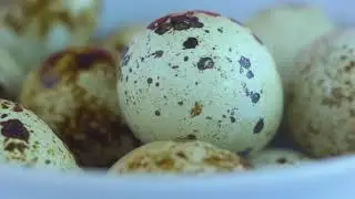 Quail Eggs:  6 Health Wonders in a Shell